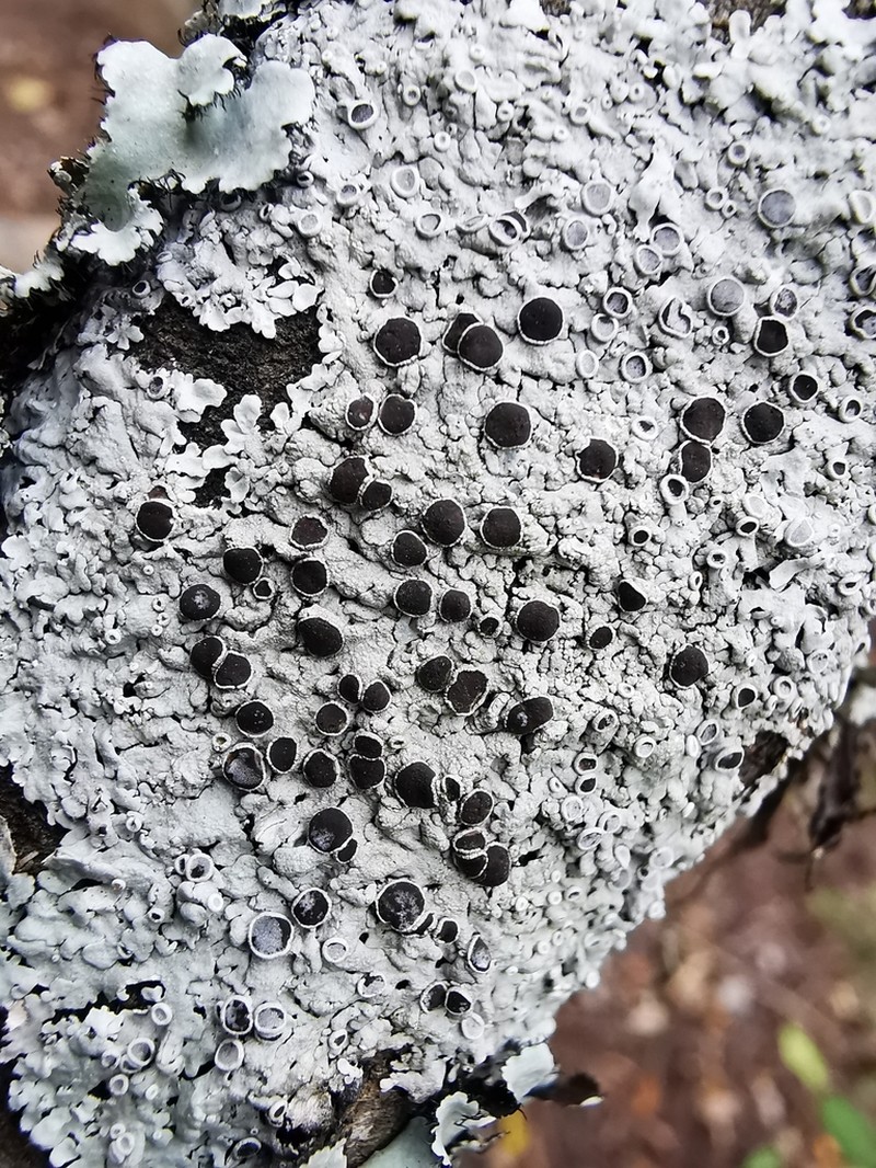 Pyxine Lichen photo 2