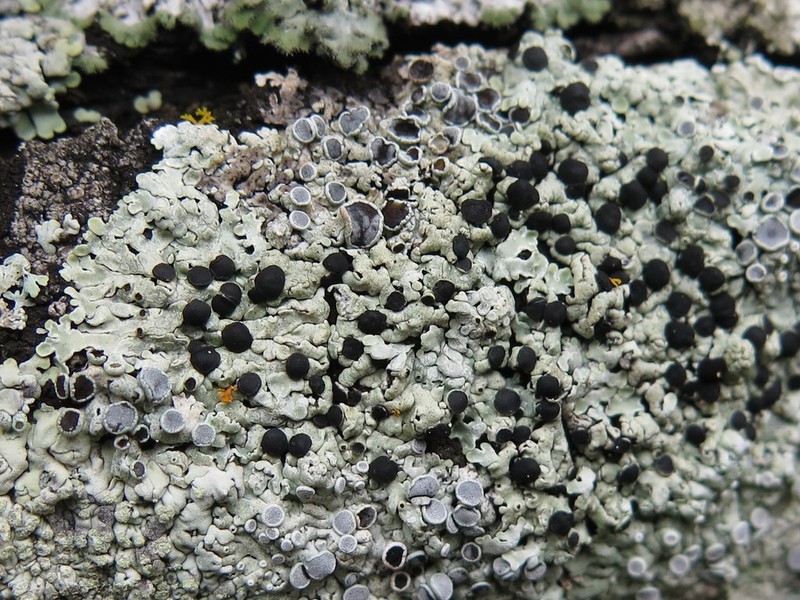 Pyxine Lichen photo 3