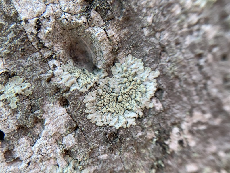 Pyxine Lichen photo 4