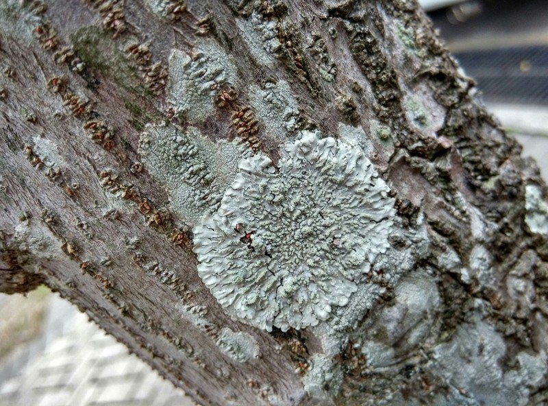Pyxine Lichen photo 5
