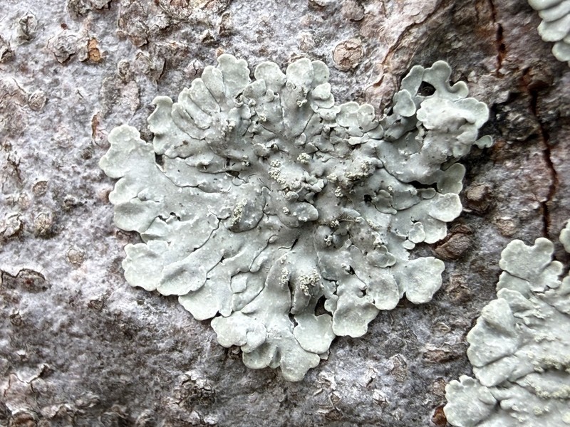 Pyxine Lichen photo 6