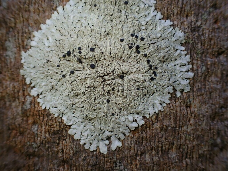Pyxine Lichen photo 7