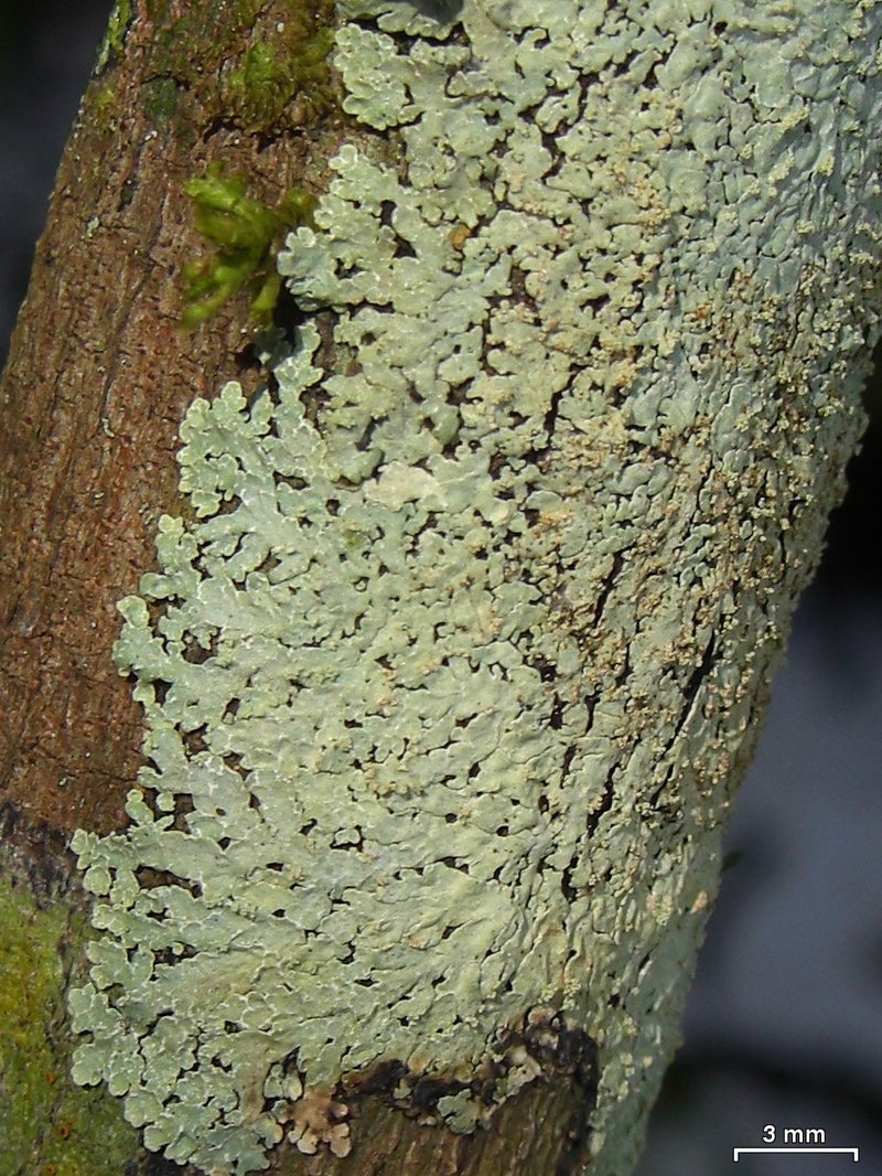 Eschweiler's Pyxine Lichen