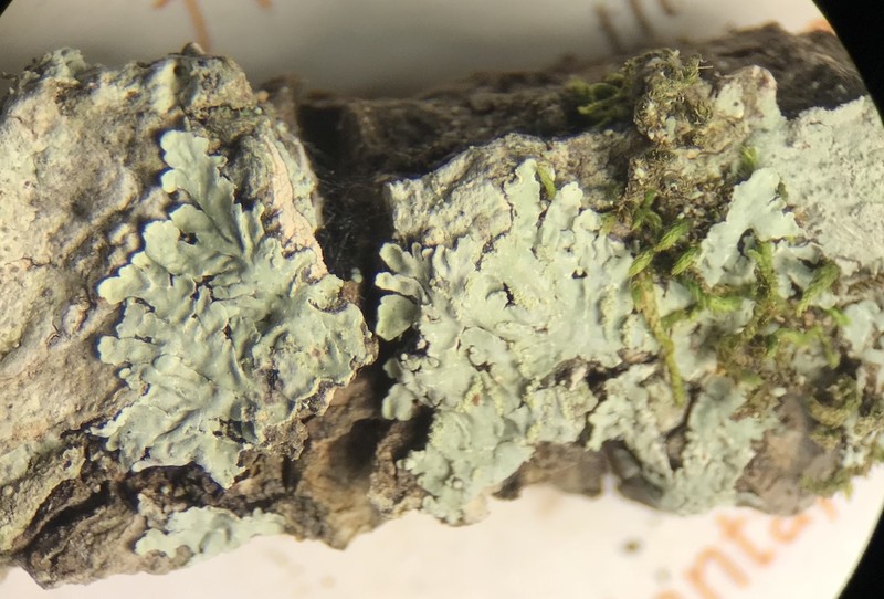 Eschweiler's Pyxine Lichen