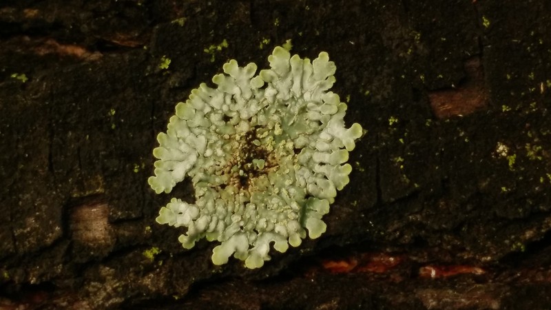 Eschweiler's Pyxine Lichen photo 2