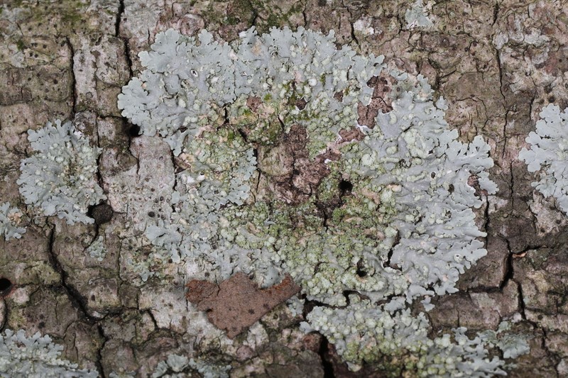 Eschweiler's Pyxine Lichen photo 3