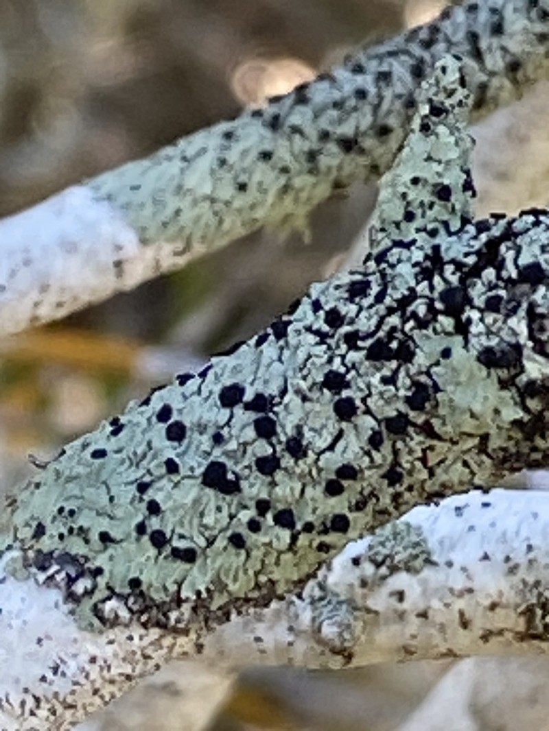 Eschweiler's Pyxine Lichen photo 4