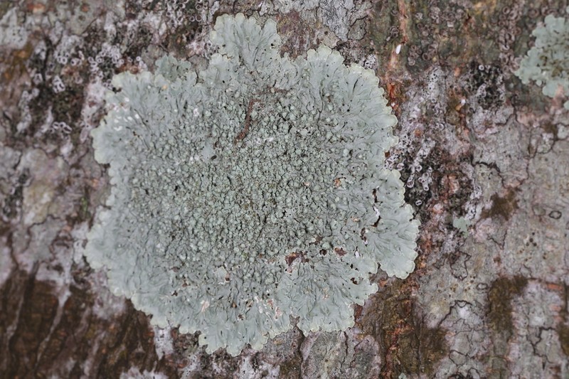 Eschweiler's Pyxine Lichen photo 5