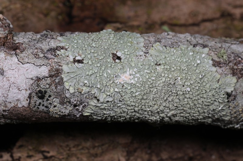 Eschweiler's Pyxine Lichen photo 6