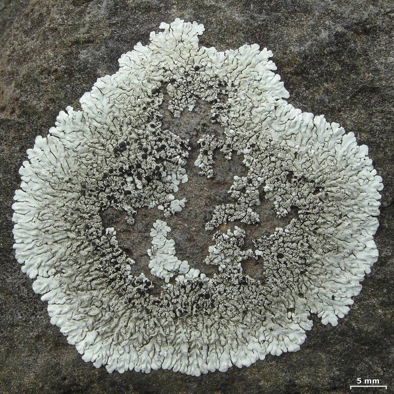 Pyxine Lichen photo 2