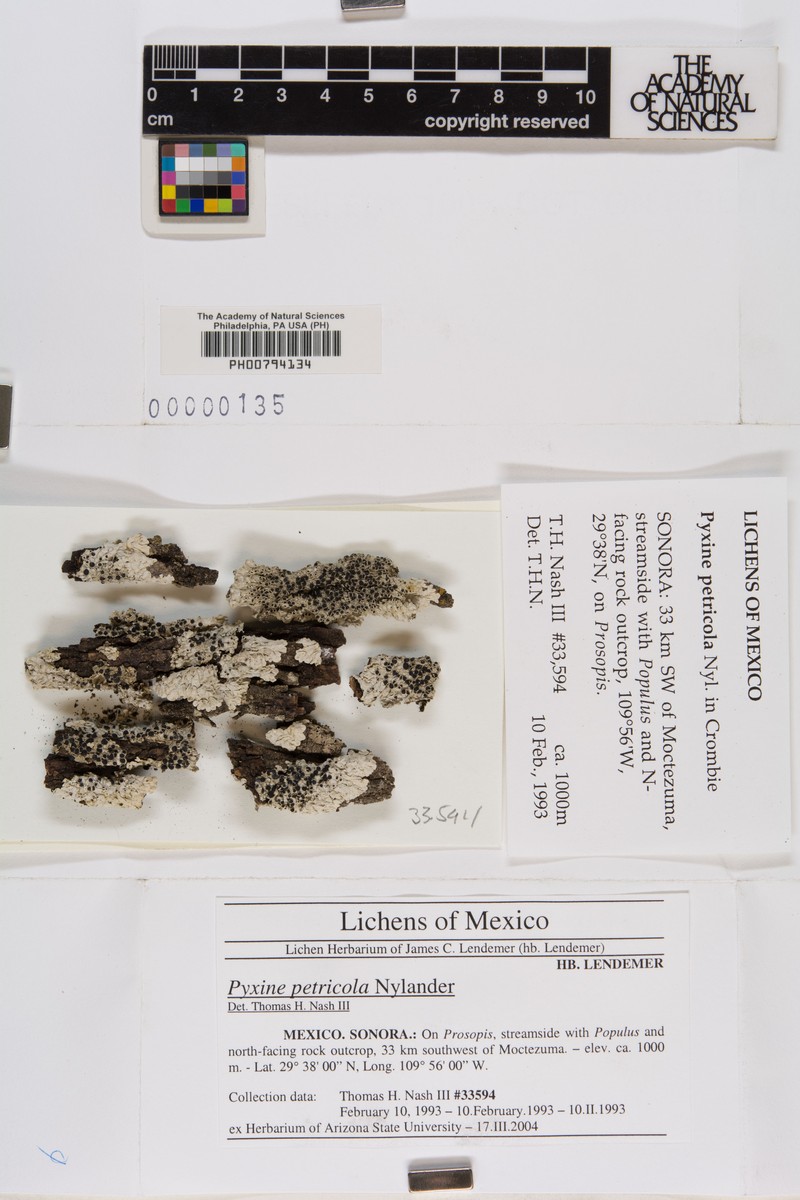 Pyxine Lichen photo 4