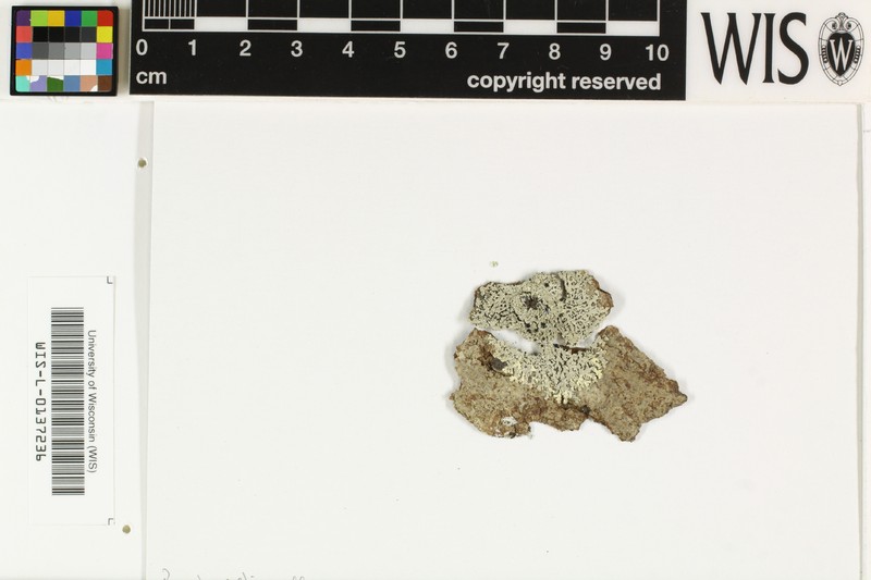 Pyxine Lichen photo 3