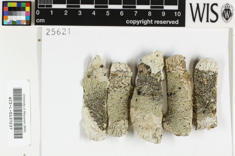 Pyxine Lichen photo 7