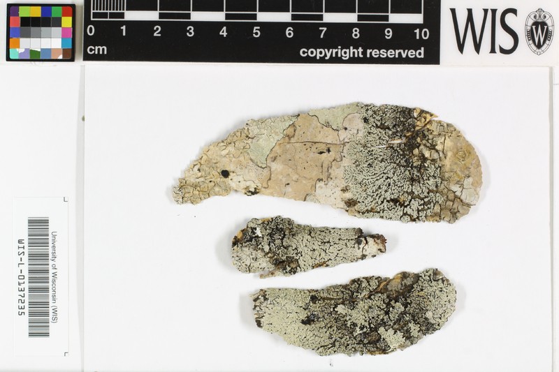 Pyxine Lichen photo 8