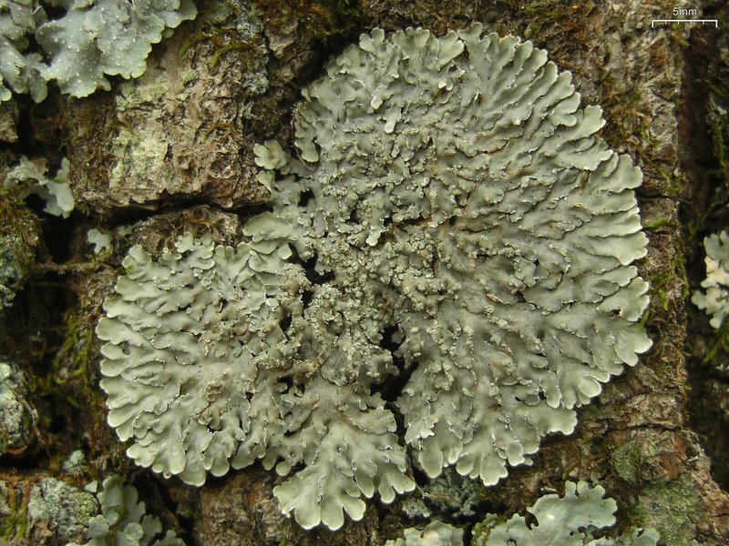 Pyxine Lichen