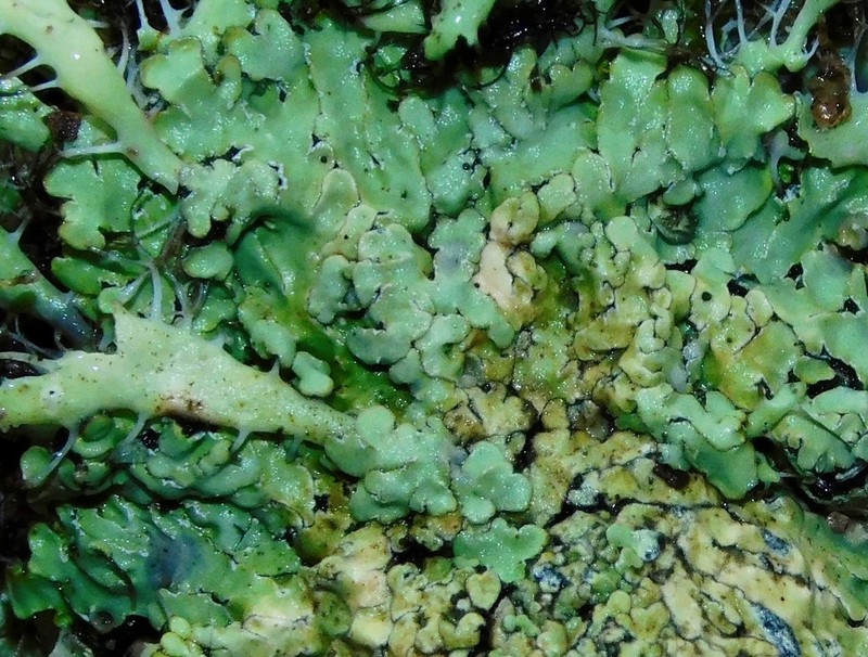 Pyxine Lichen