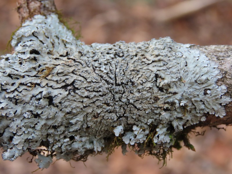 Pyxine Lichen photo 2