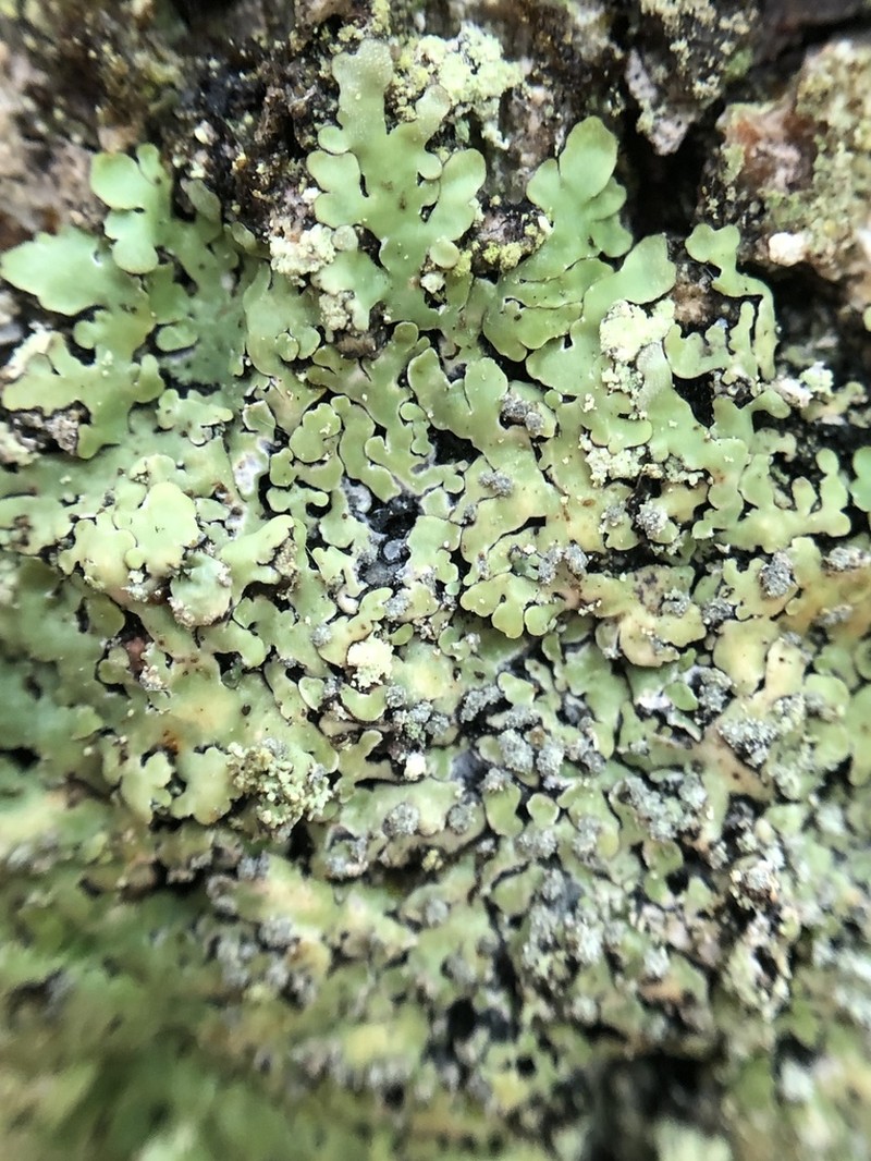 Pyxine Lichen photo 3