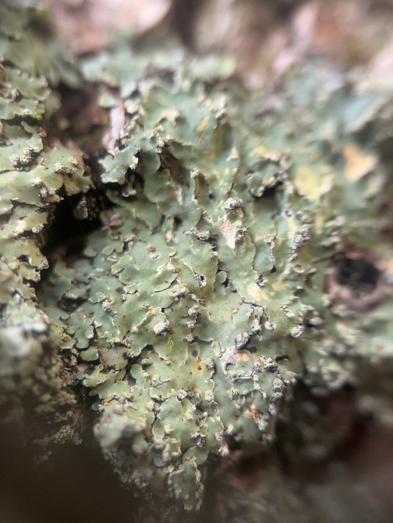 Pyxine Lichen photo 4