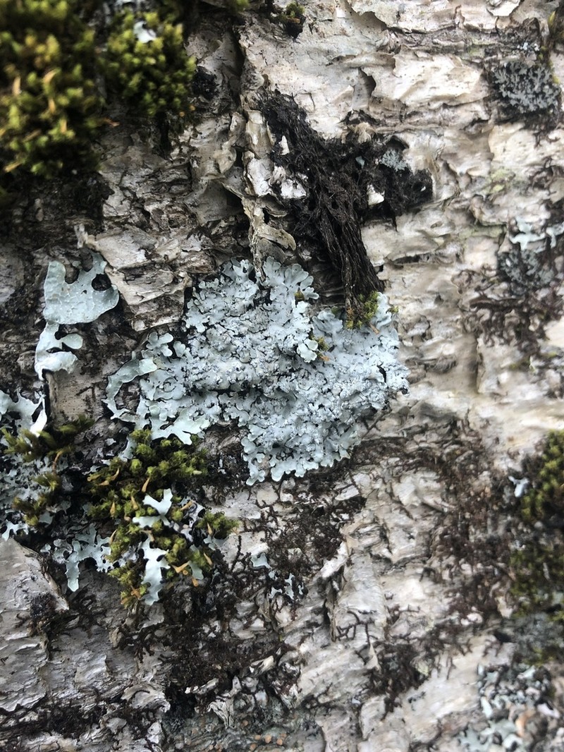 Pyxine Lichen photo 5