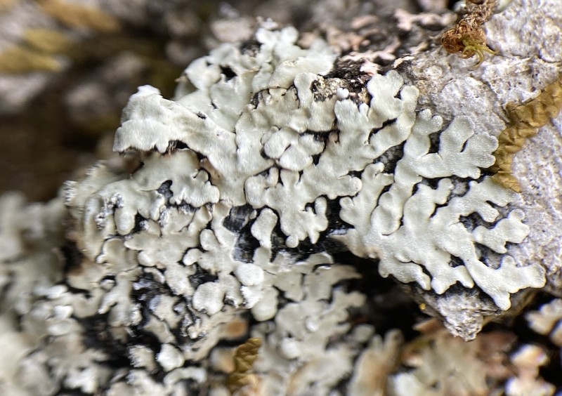 Pyxine Lichen photo 6