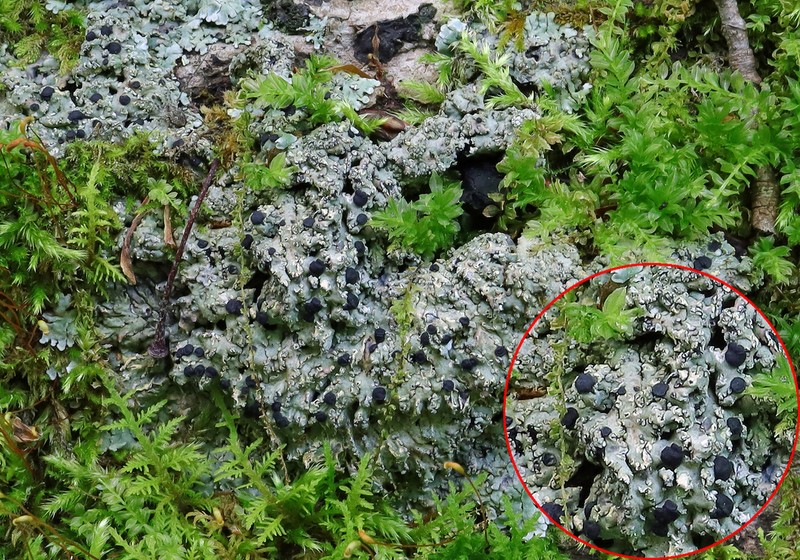 Pyxine Lichen photo 7