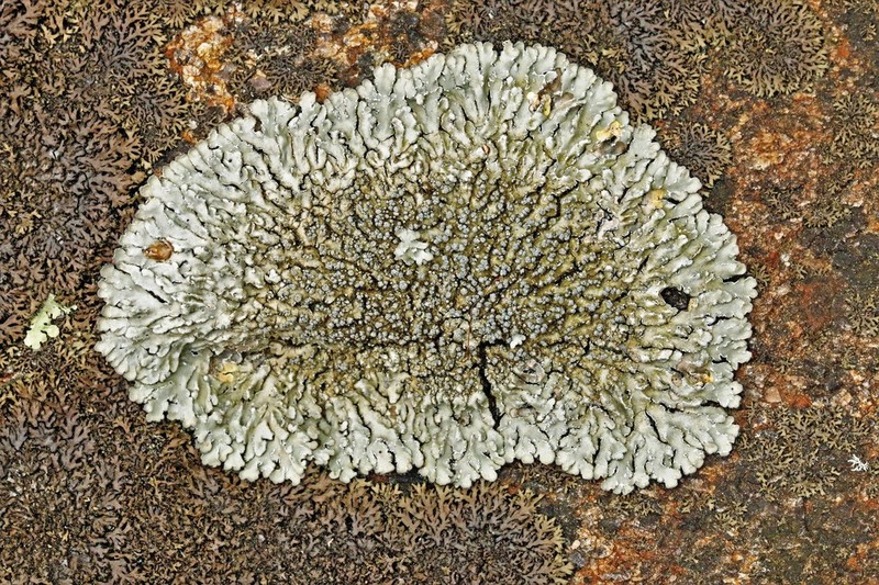 Pyxine Lichen photo 8