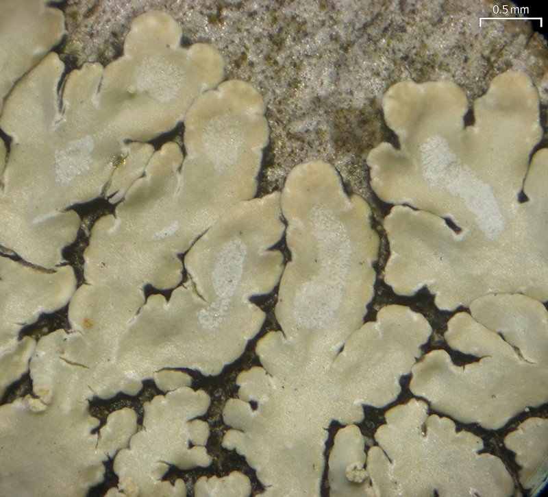 Pyxine Lichen photo 5