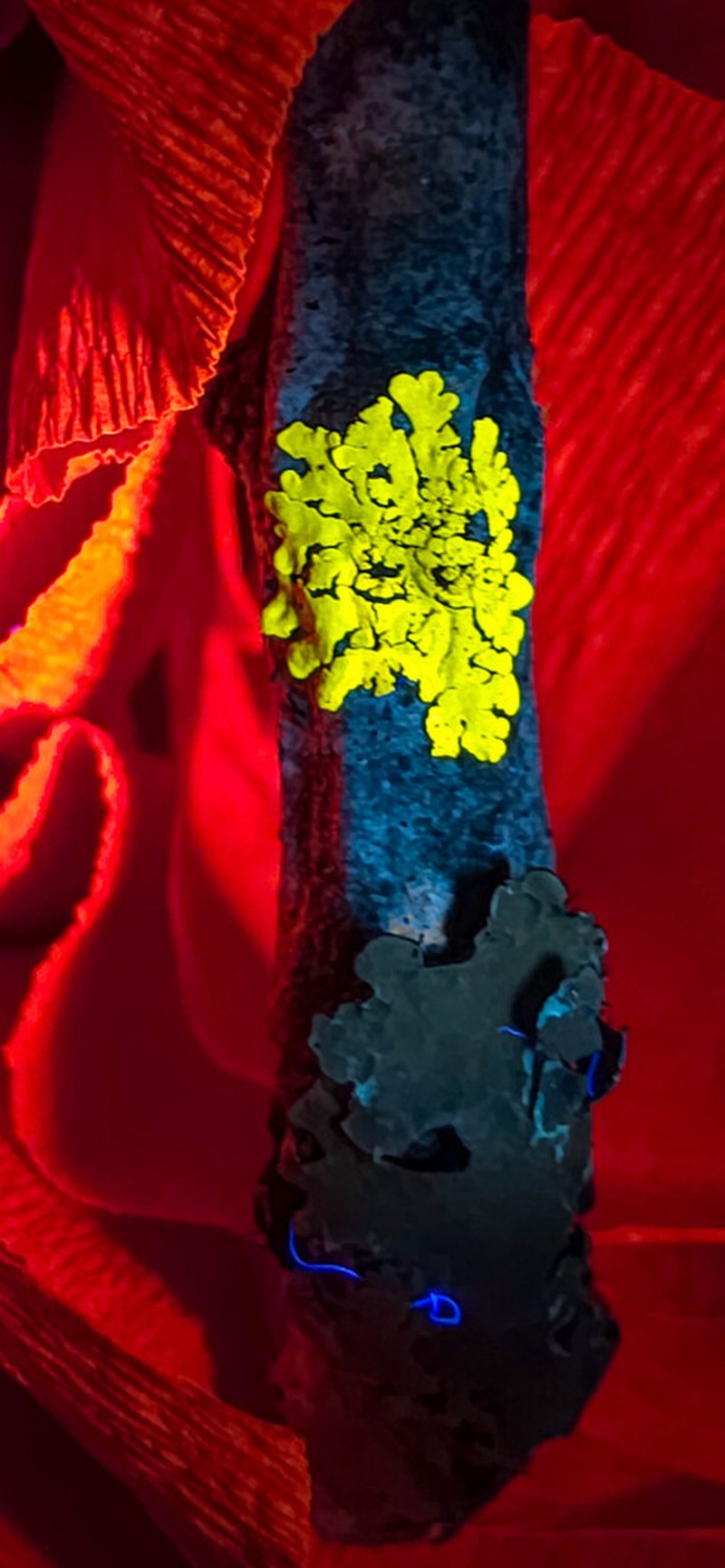 Pyxine Lichen photo 3