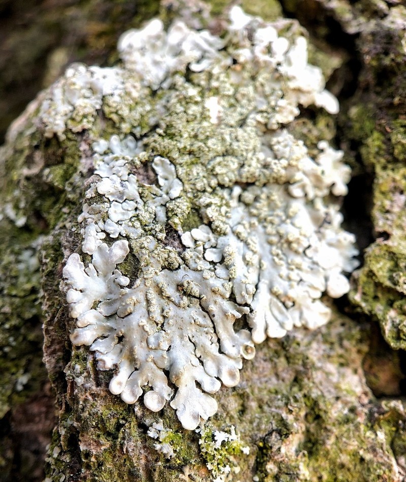 Pyxine Lichen photo 4