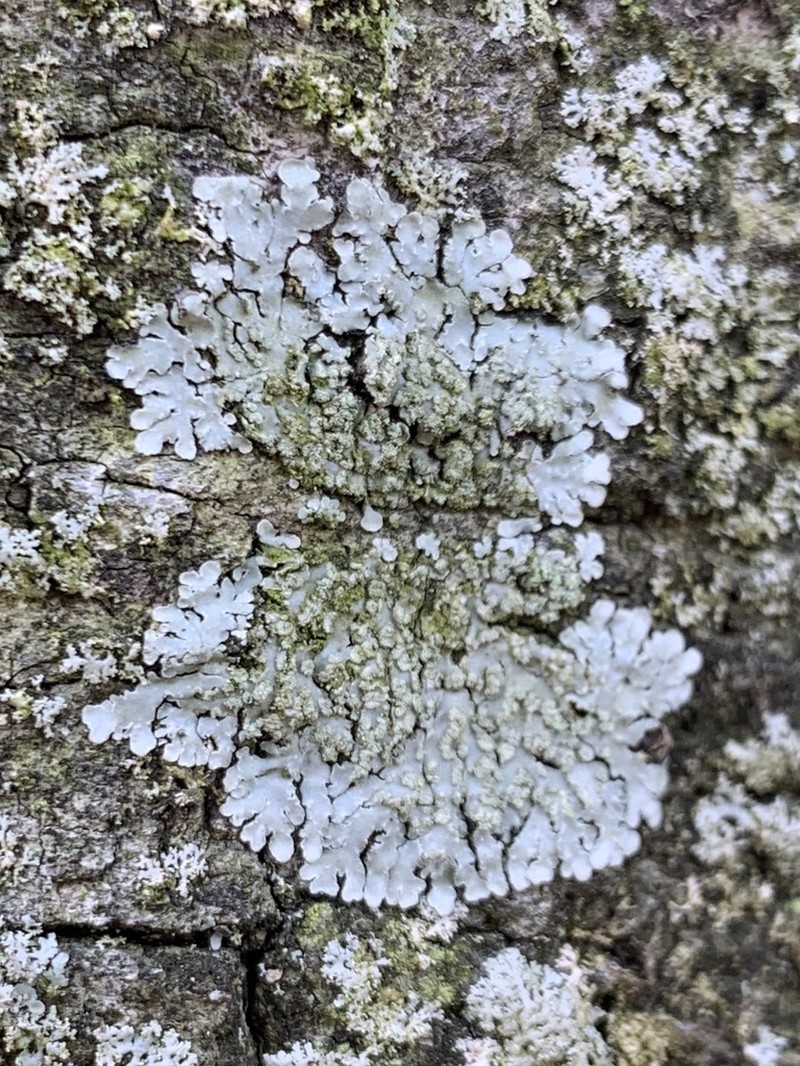 Pyxine Lichen photo 5