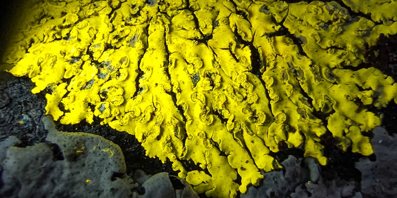Pyxine Lichen photo 6