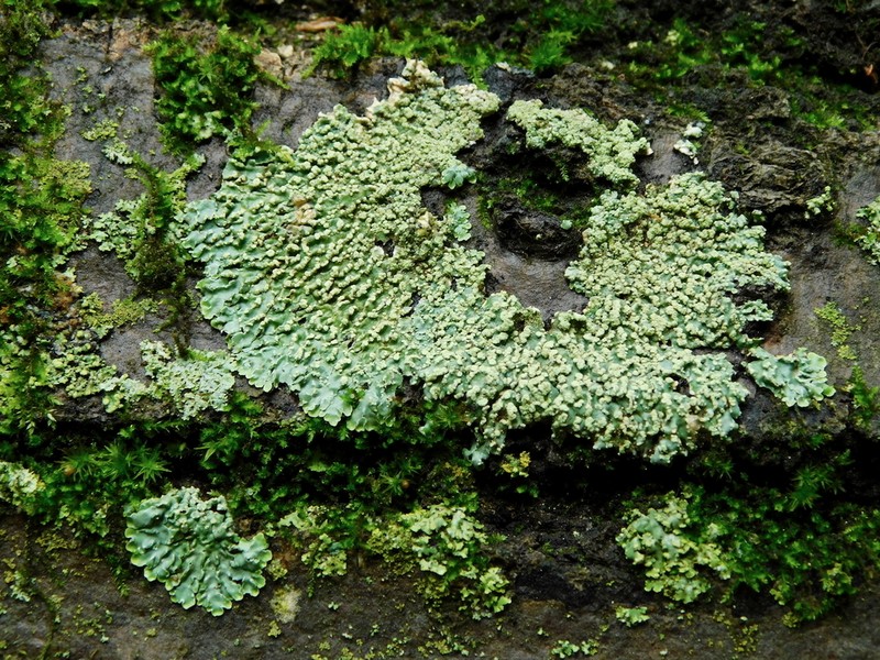 Pyxine Lichen photo 7