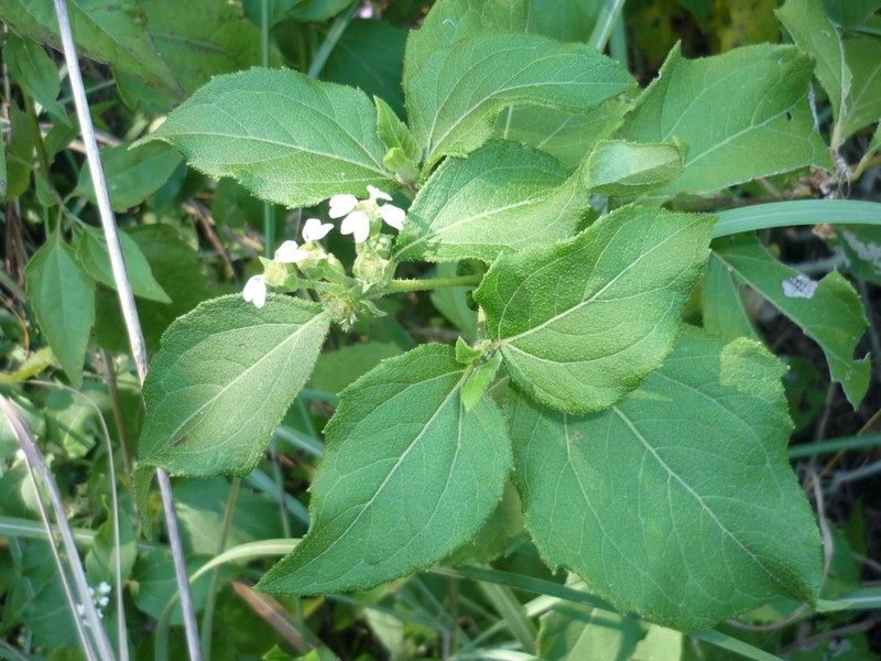 Quadribractea moluccana