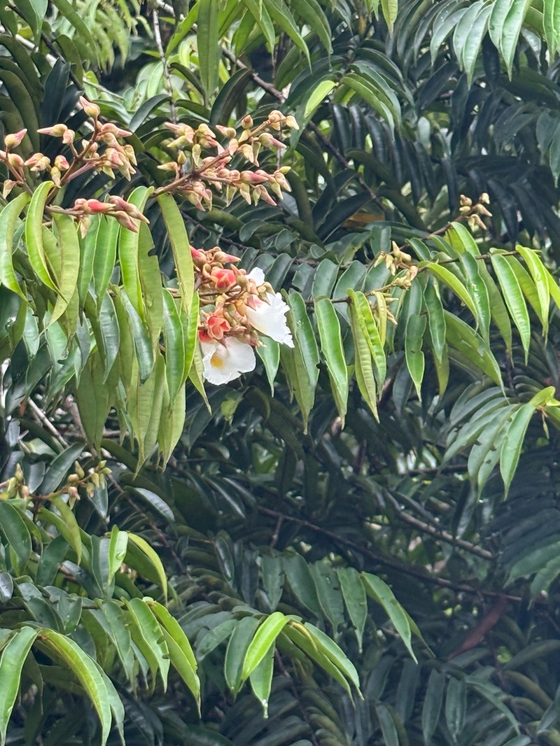 Qualea acuminata