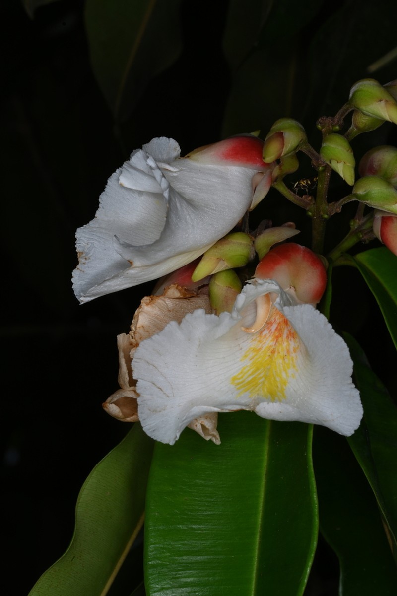 Qualea acuminata photo 3