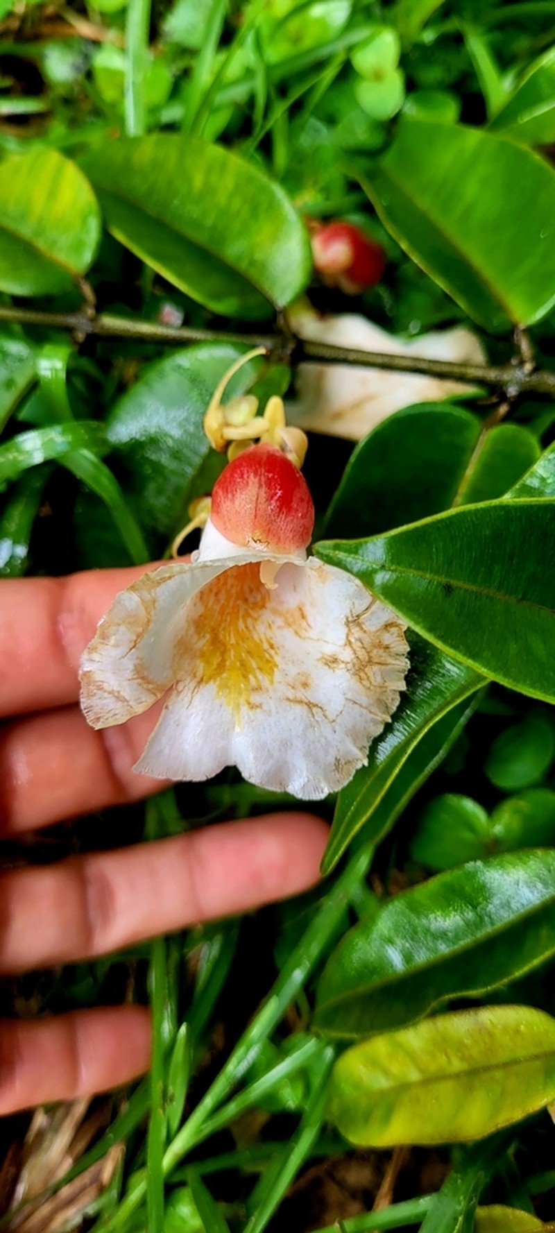 Qualea acuminata photo 4