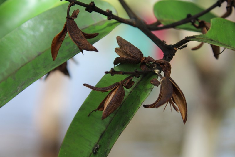 Qualea acuminata photo 6