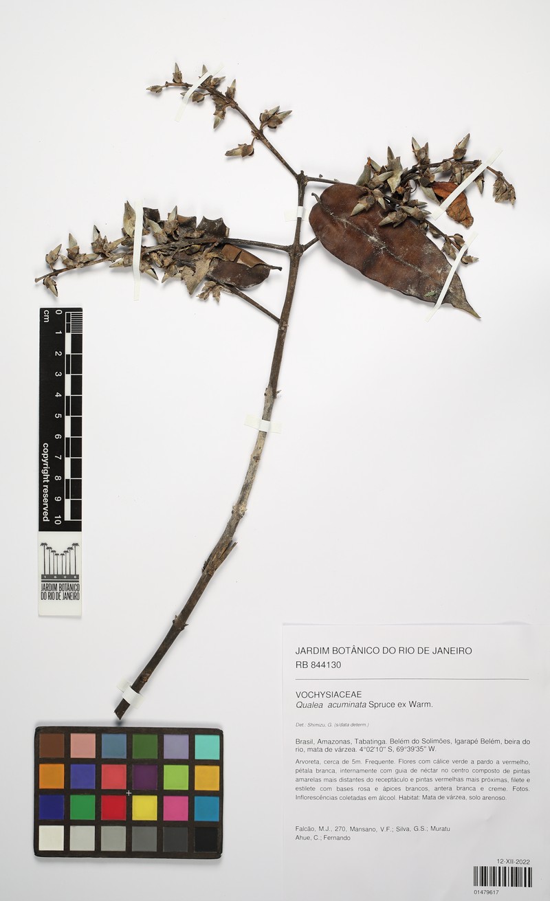 Qualea acuminata photo 8