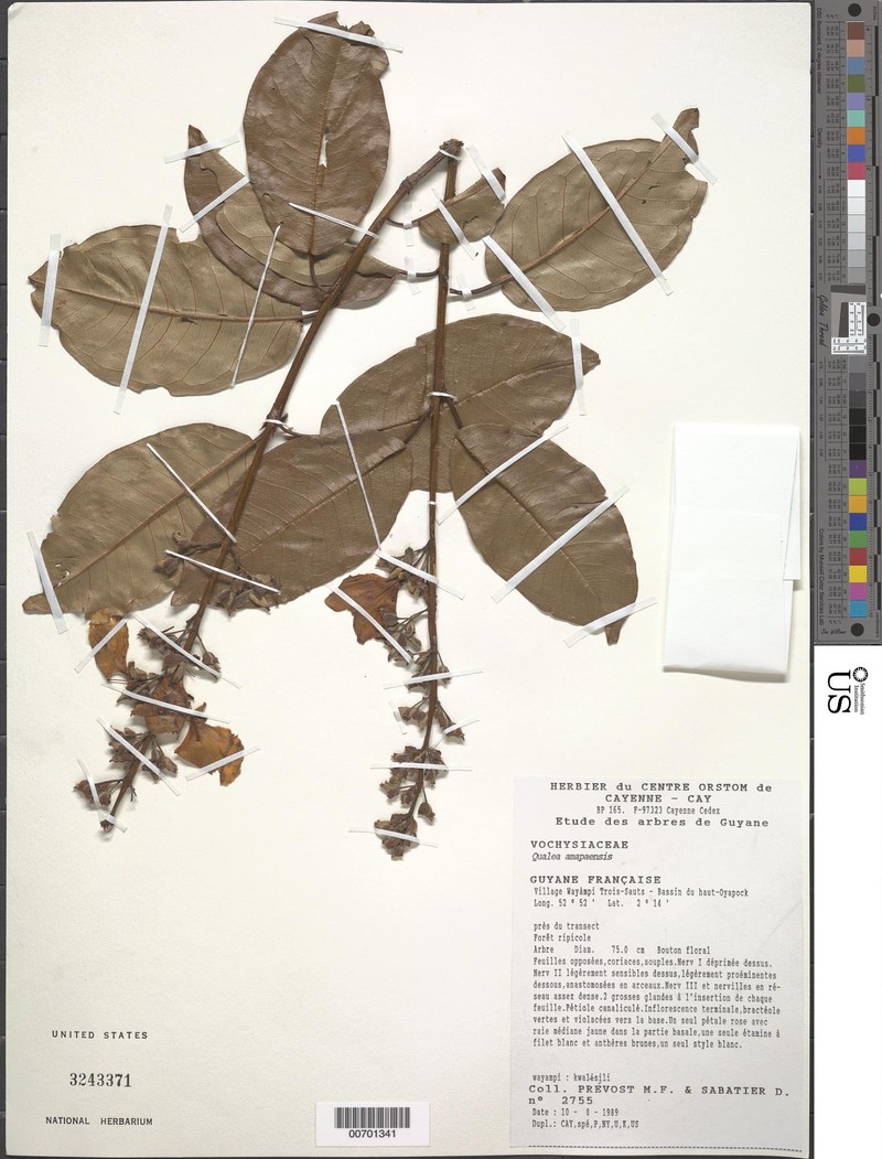 Qualea amapaensis photo 2