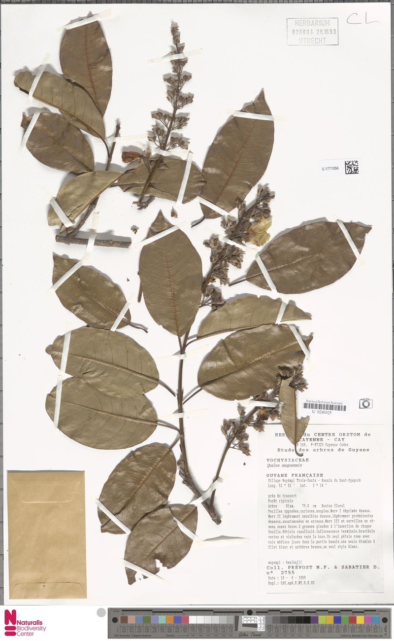 Qualea amapaensis photo 3