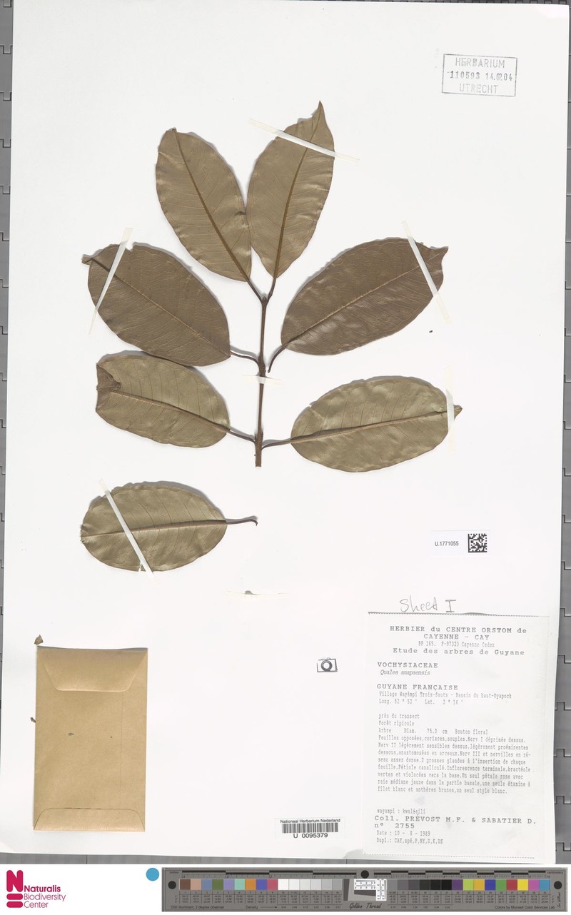 Qualea amapaensis photo 4