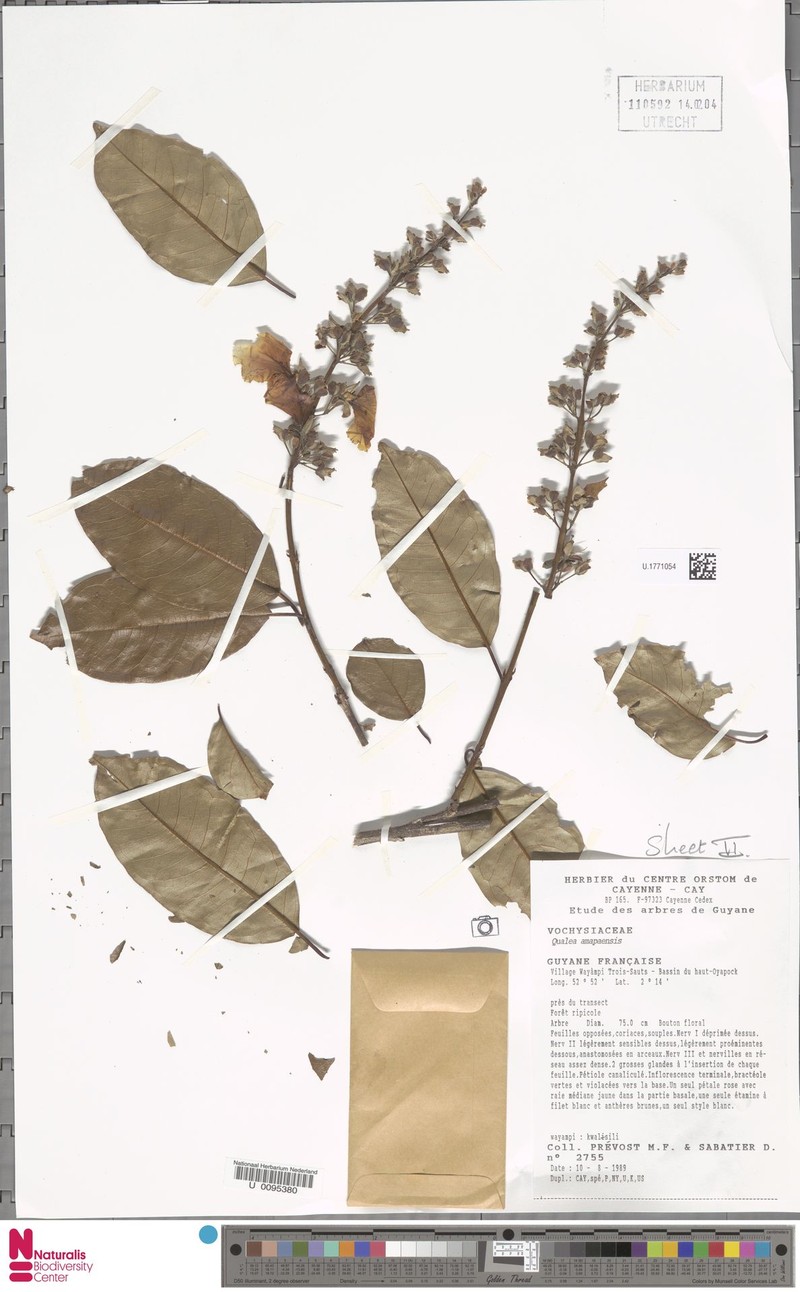 Qualea amapaensis photo 5