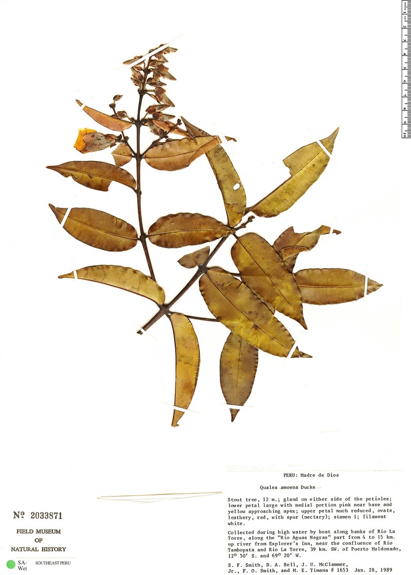 Qualea amoena
