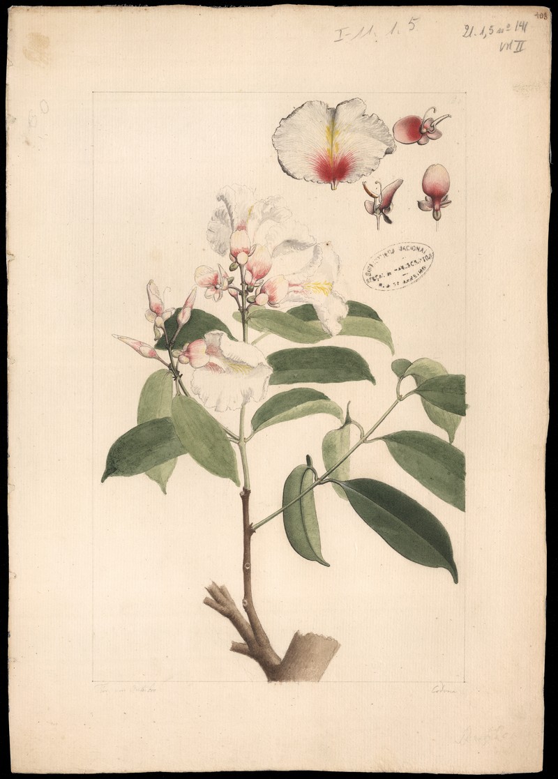 Qualea brasiliana
