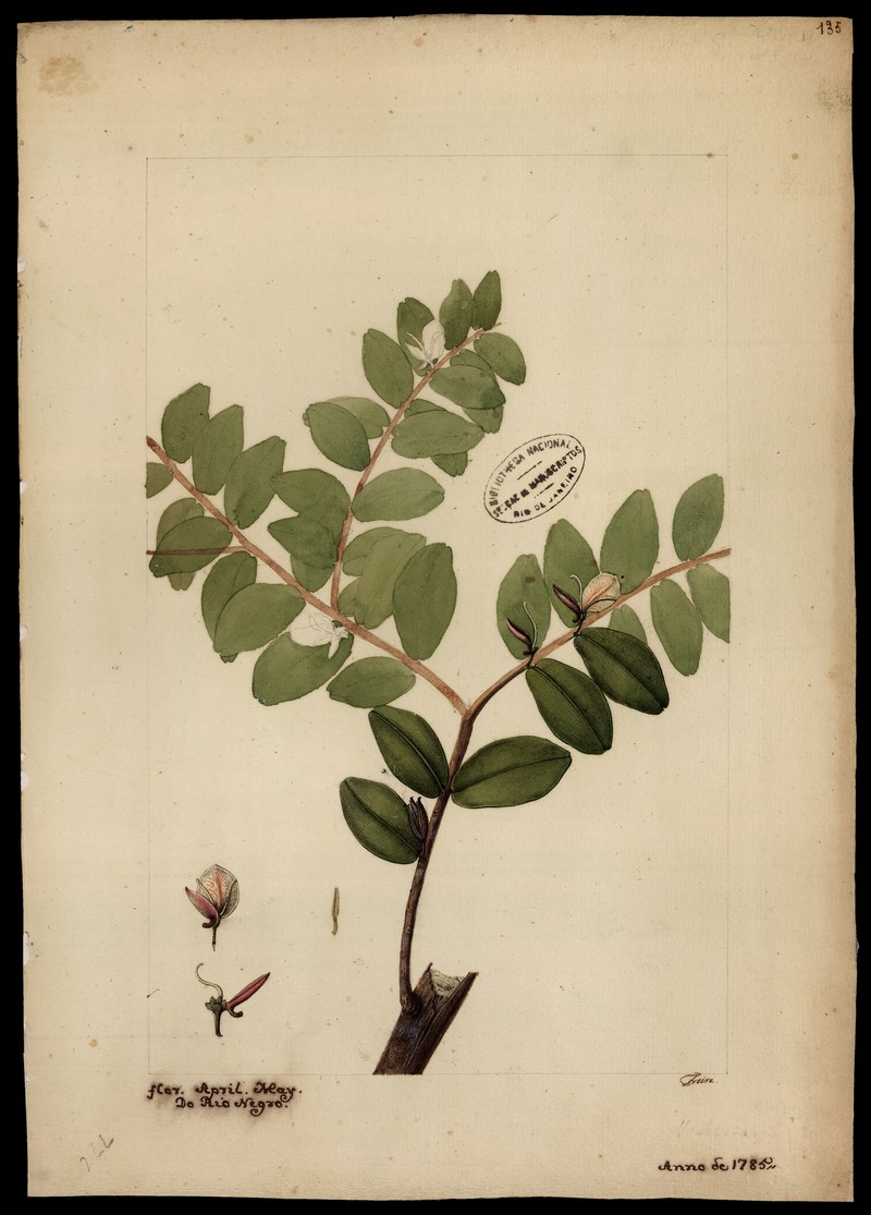 Qualea brasiliana photo 2