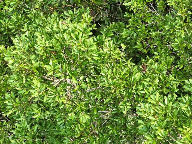 Qualea brevipedicellata