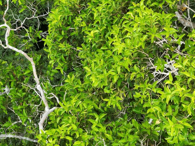 Qualea brevipedicellata photo 2