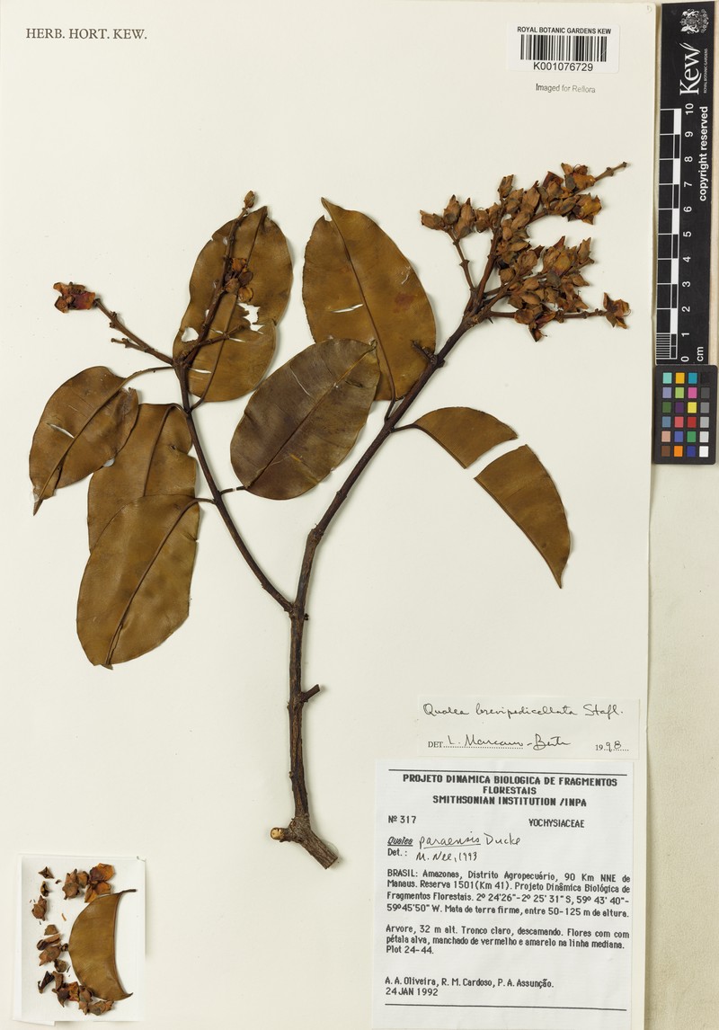 Qualea brevipedicellata photo 3