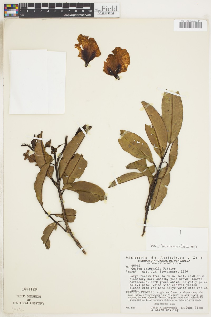 Qualea calophylla